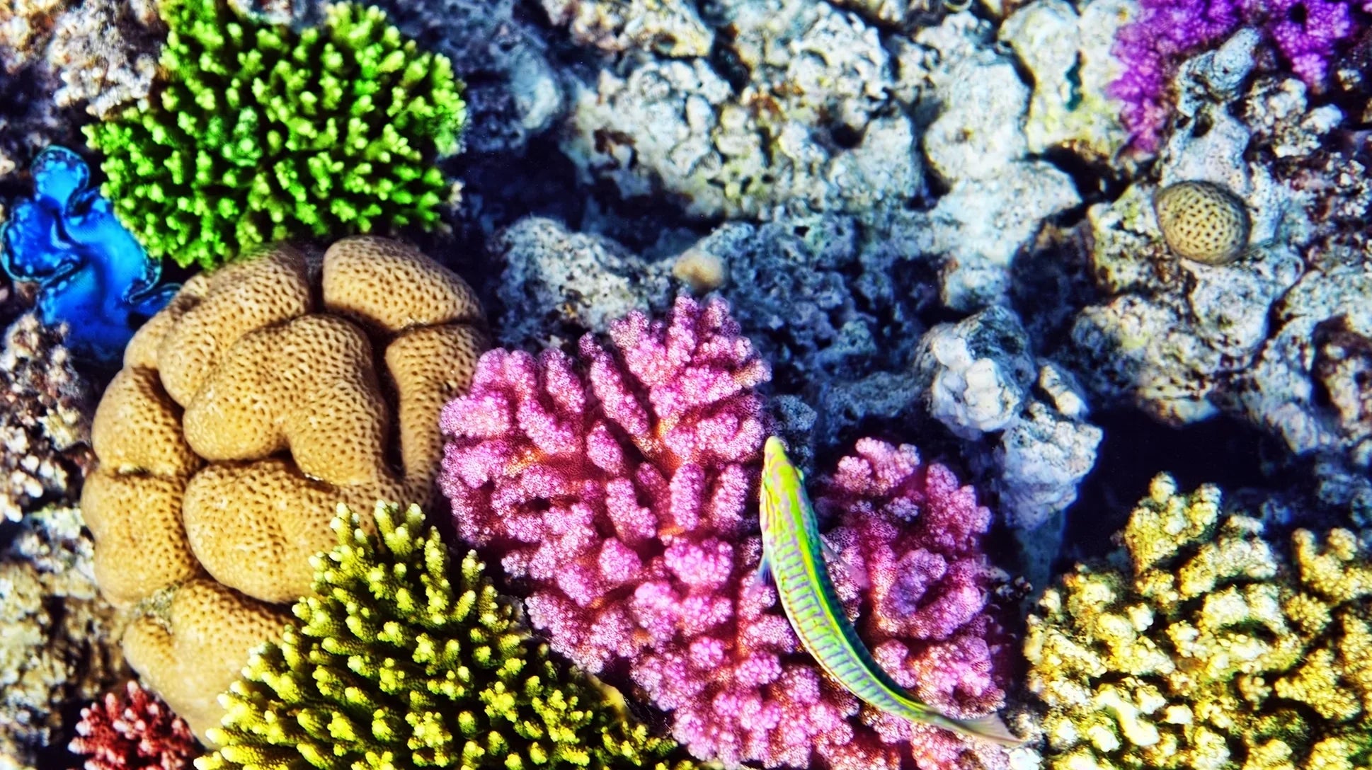 How to Acclimate and Dip Live Corals: The Right Way to Protect Your Reef