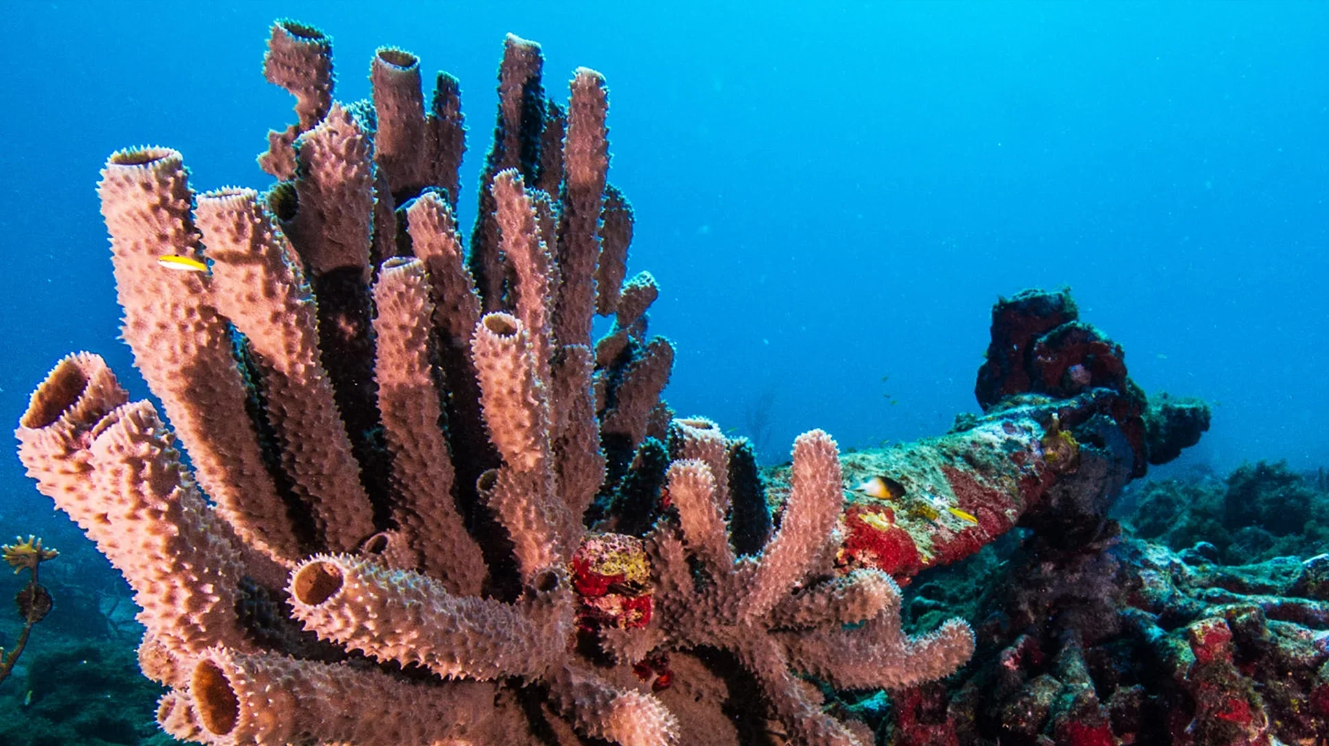 Top 5 Easy Corals for Beginners: Start Your Reef the Right Way
